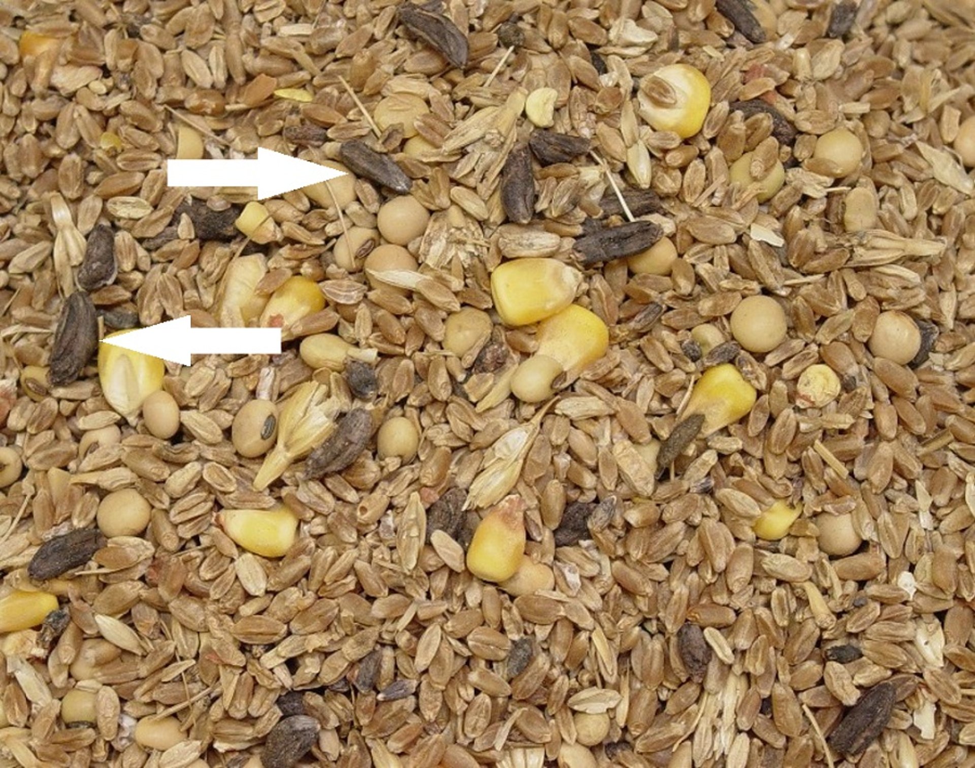 Ergot sclerotia in feed