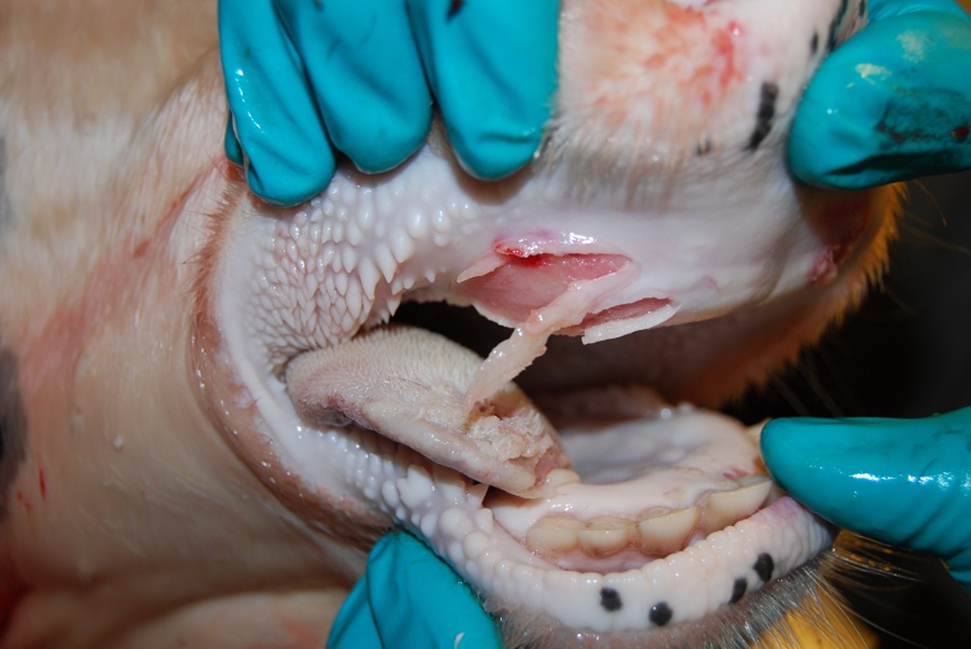 Erosive lesions, cattle