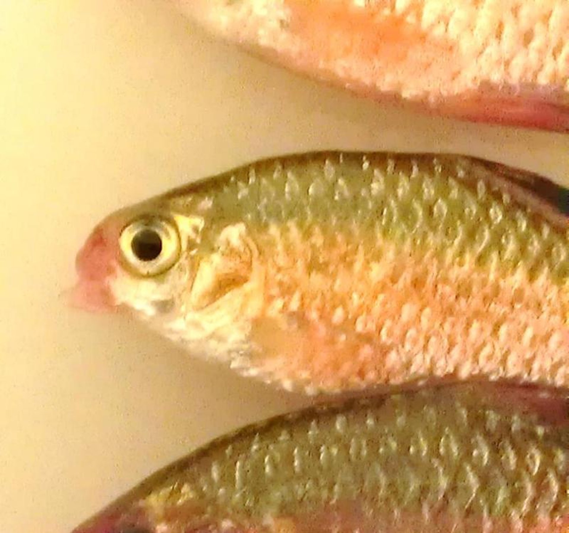 <i >Erysipelothrix</i>, rosy barb