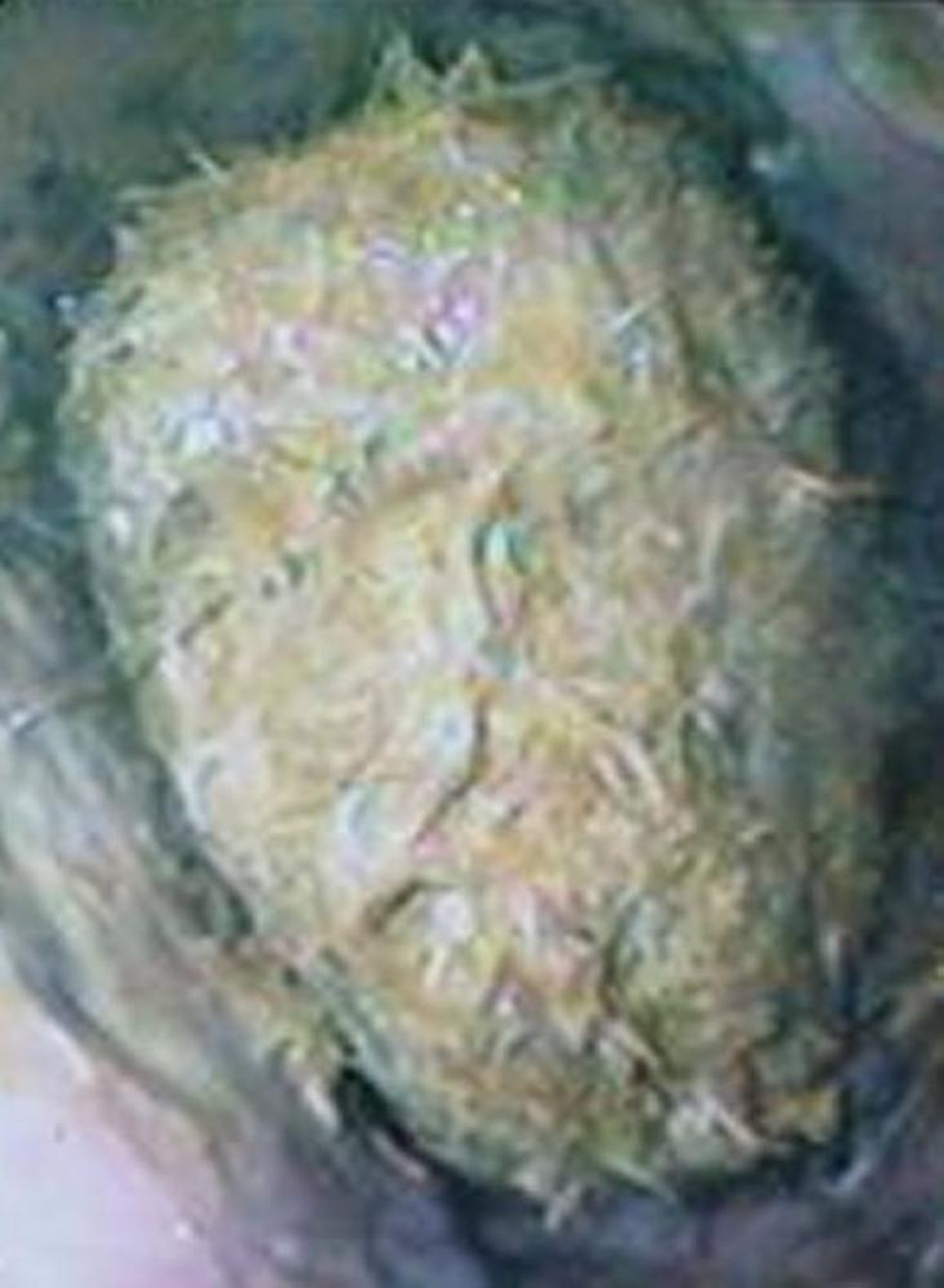 Esophageal obstruction, horse