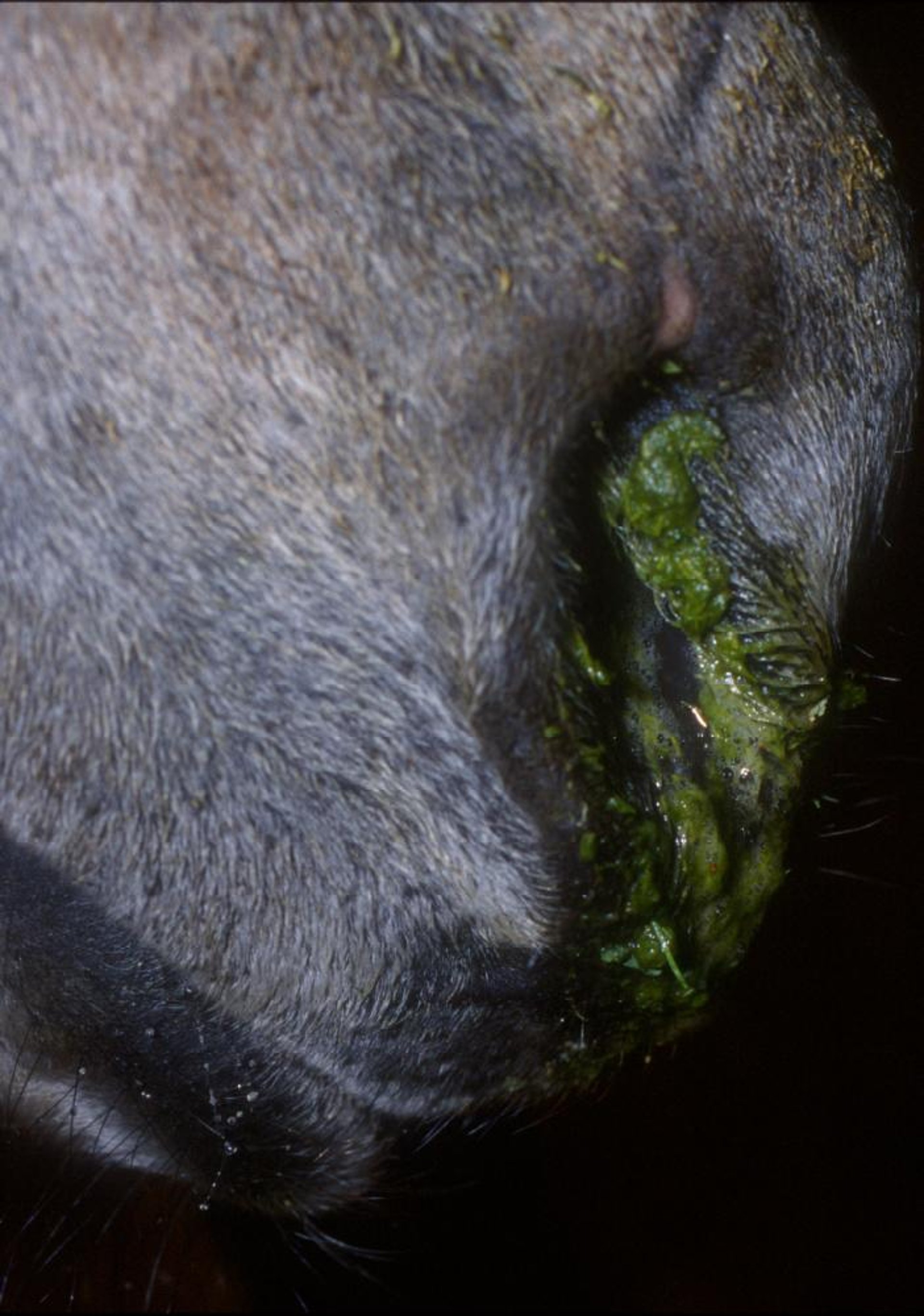 Esophageal obstruction, feed at nares, horse