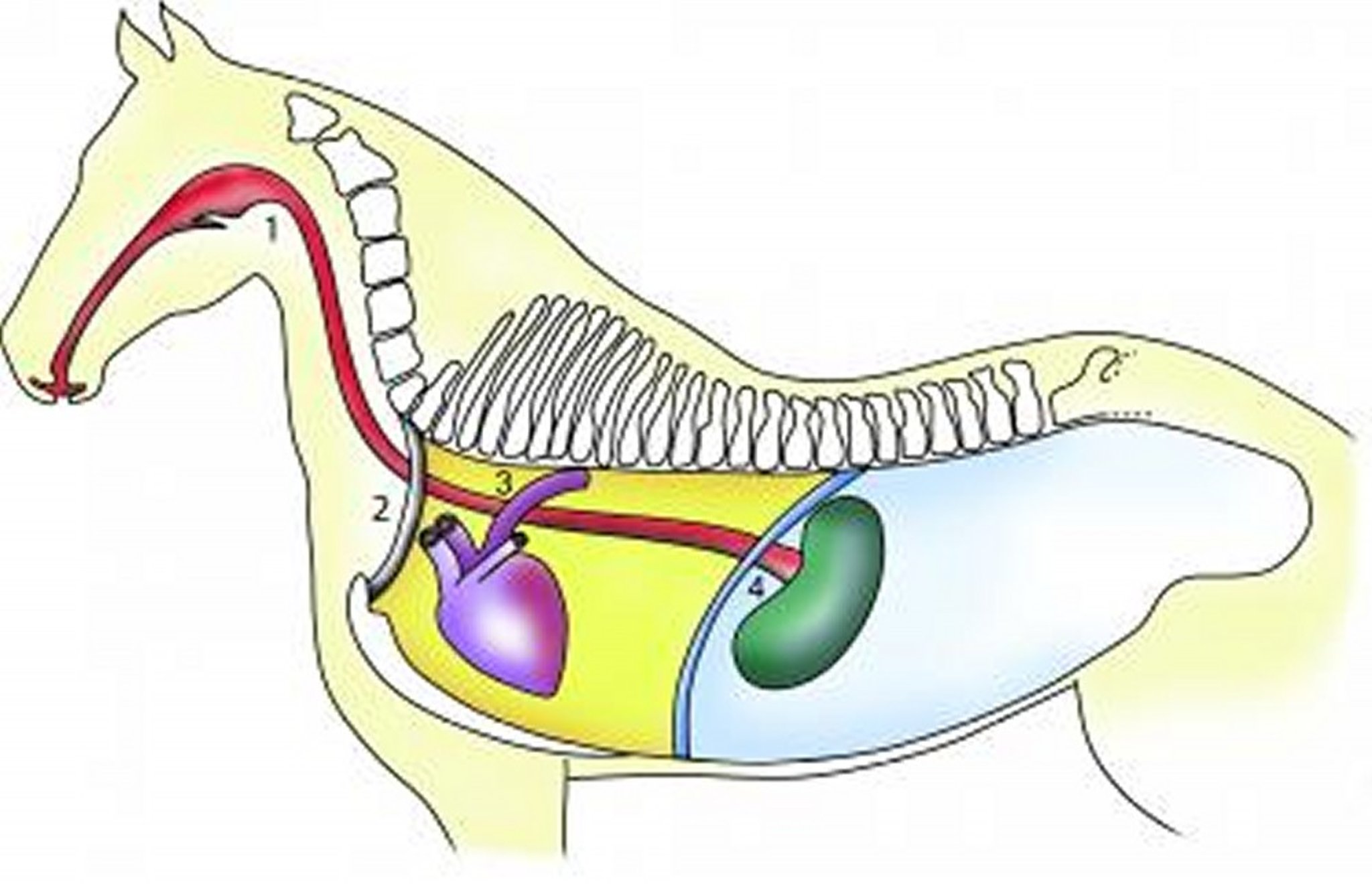 Esophageal obstruction sites, horse