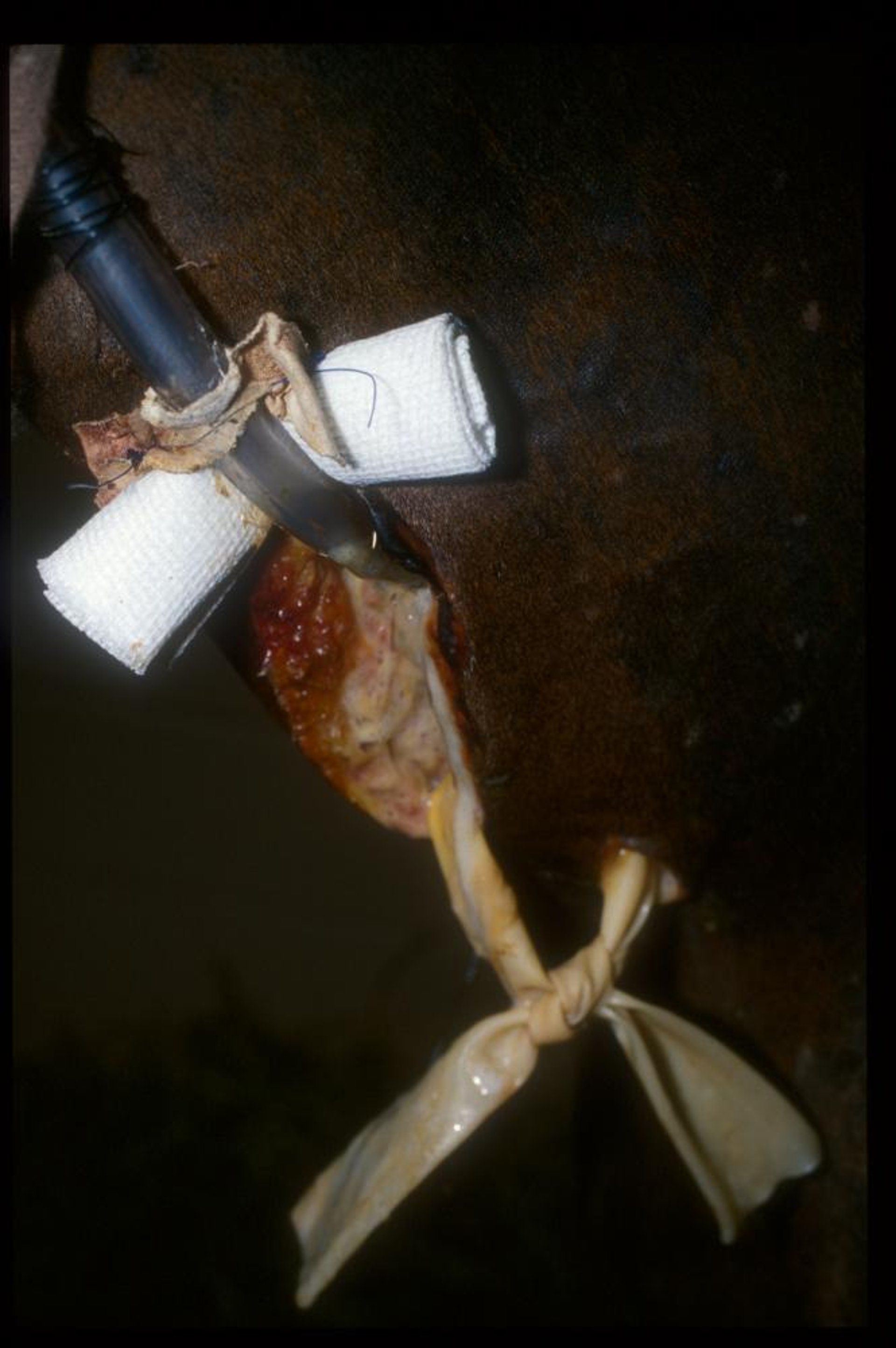 Esophagostomy tube placement for management of esophageal laceration, horse
