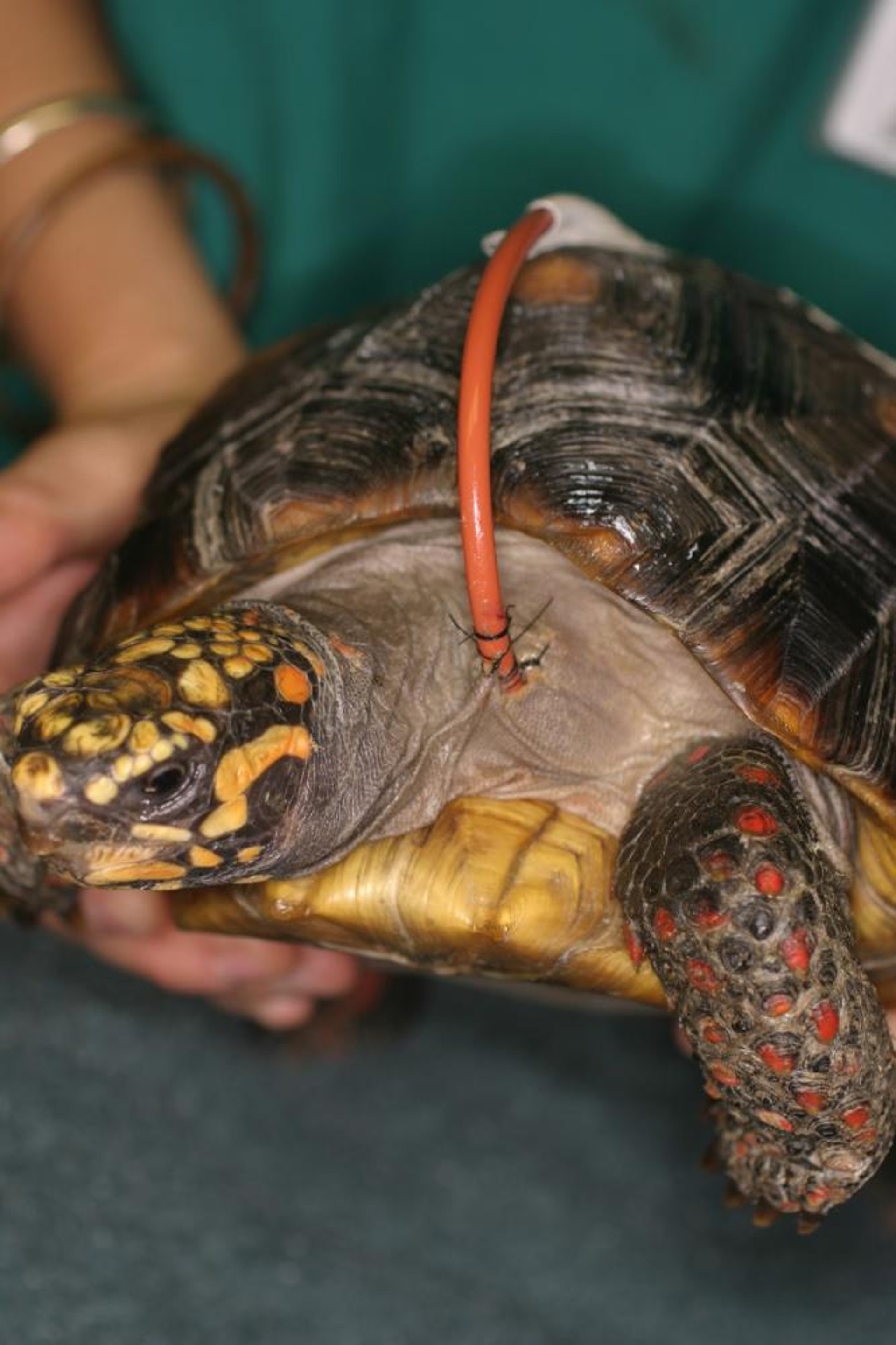Esophagostomy tube, tortoise