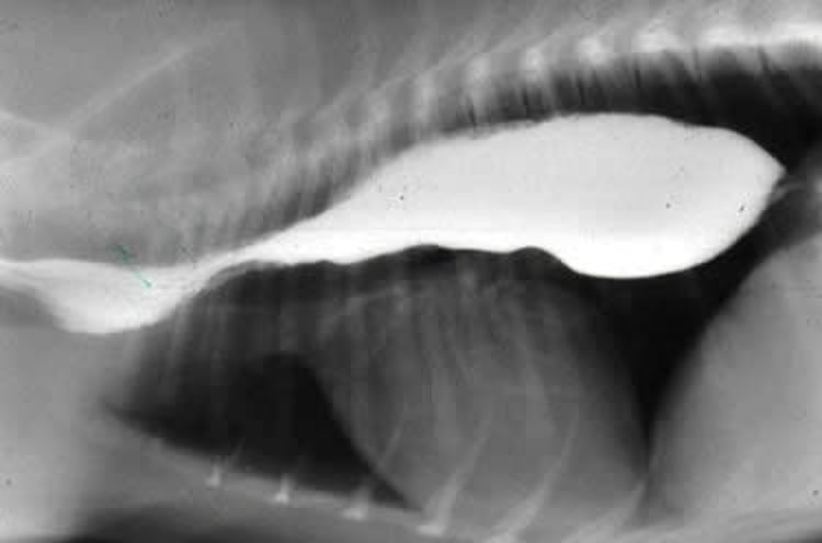 Dilatation of the esophagus, lateral view, dog