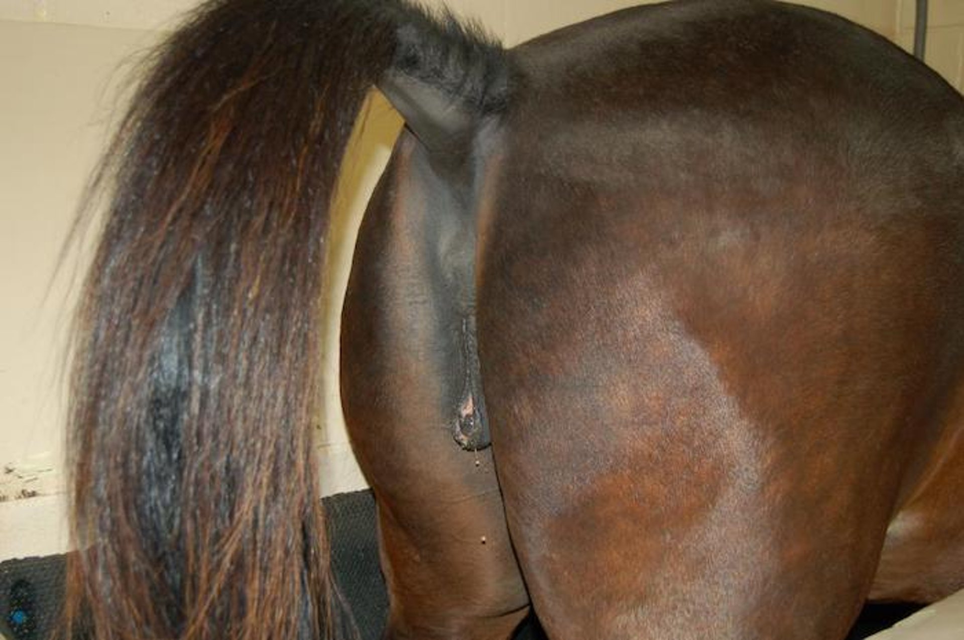 Estrous mare