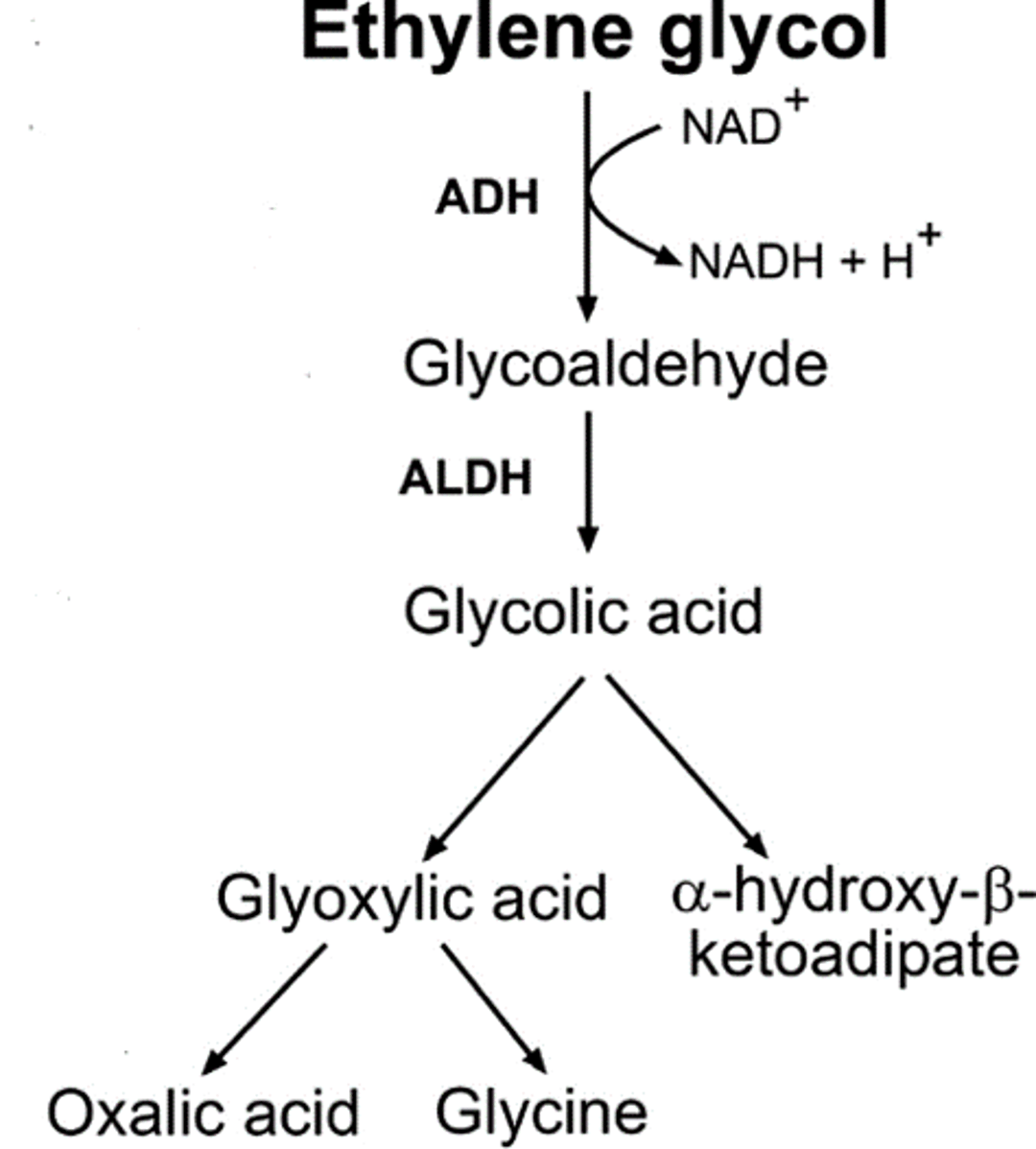 Metabolism of ethylene glycol