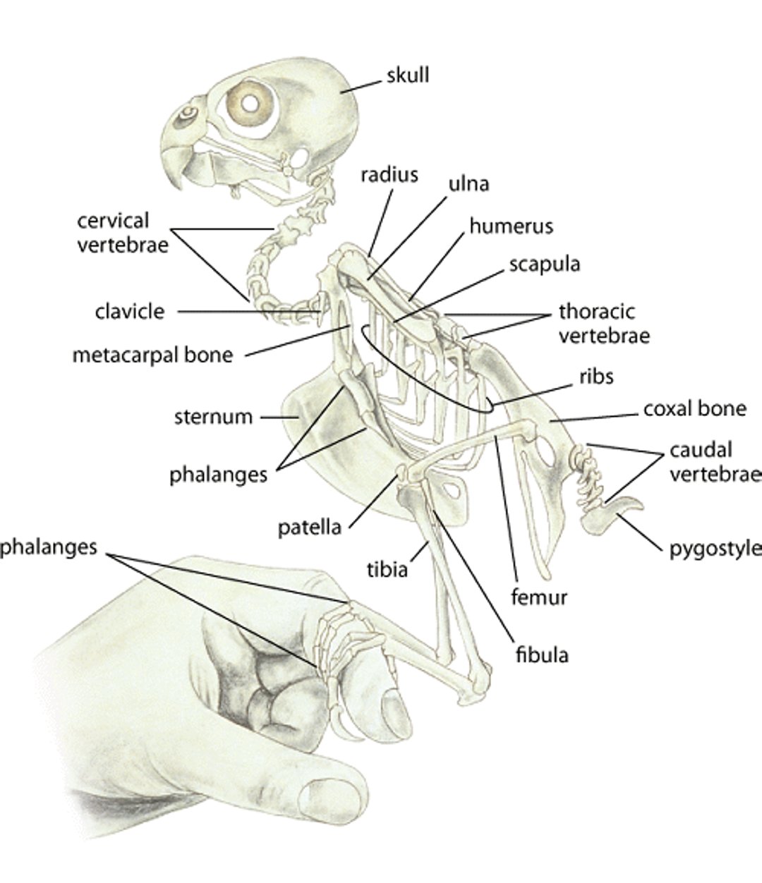 Budgerigar skeleton