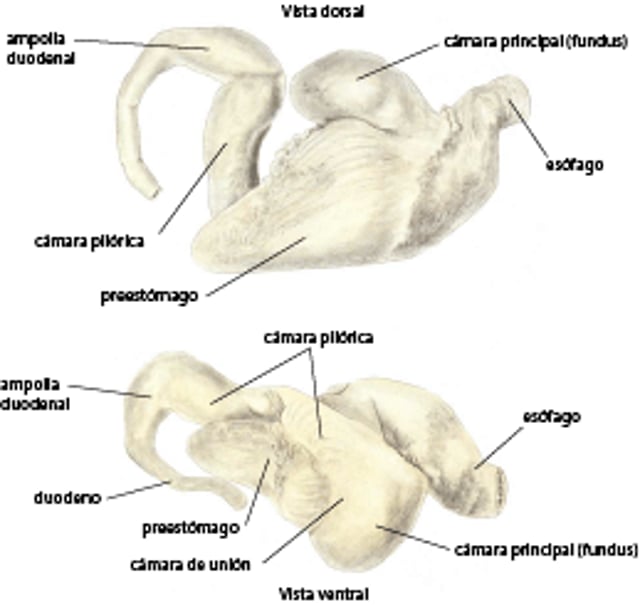 Estómago, delfín