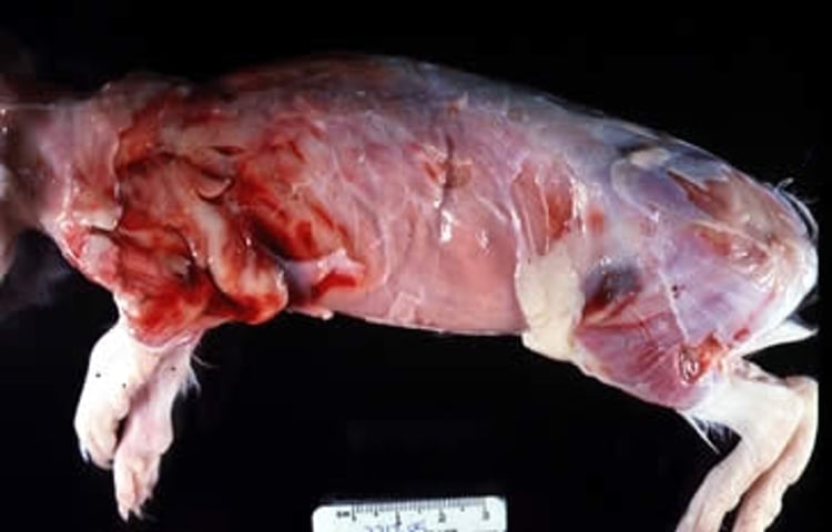 Hemorrhagic skeletal muscle, scurvy, guinea pig
