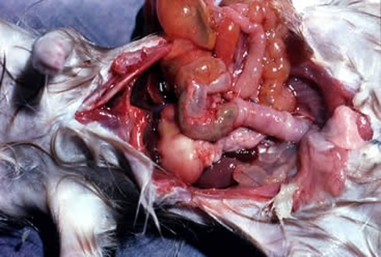 Proliferative ileitis, gross lesions, hamster