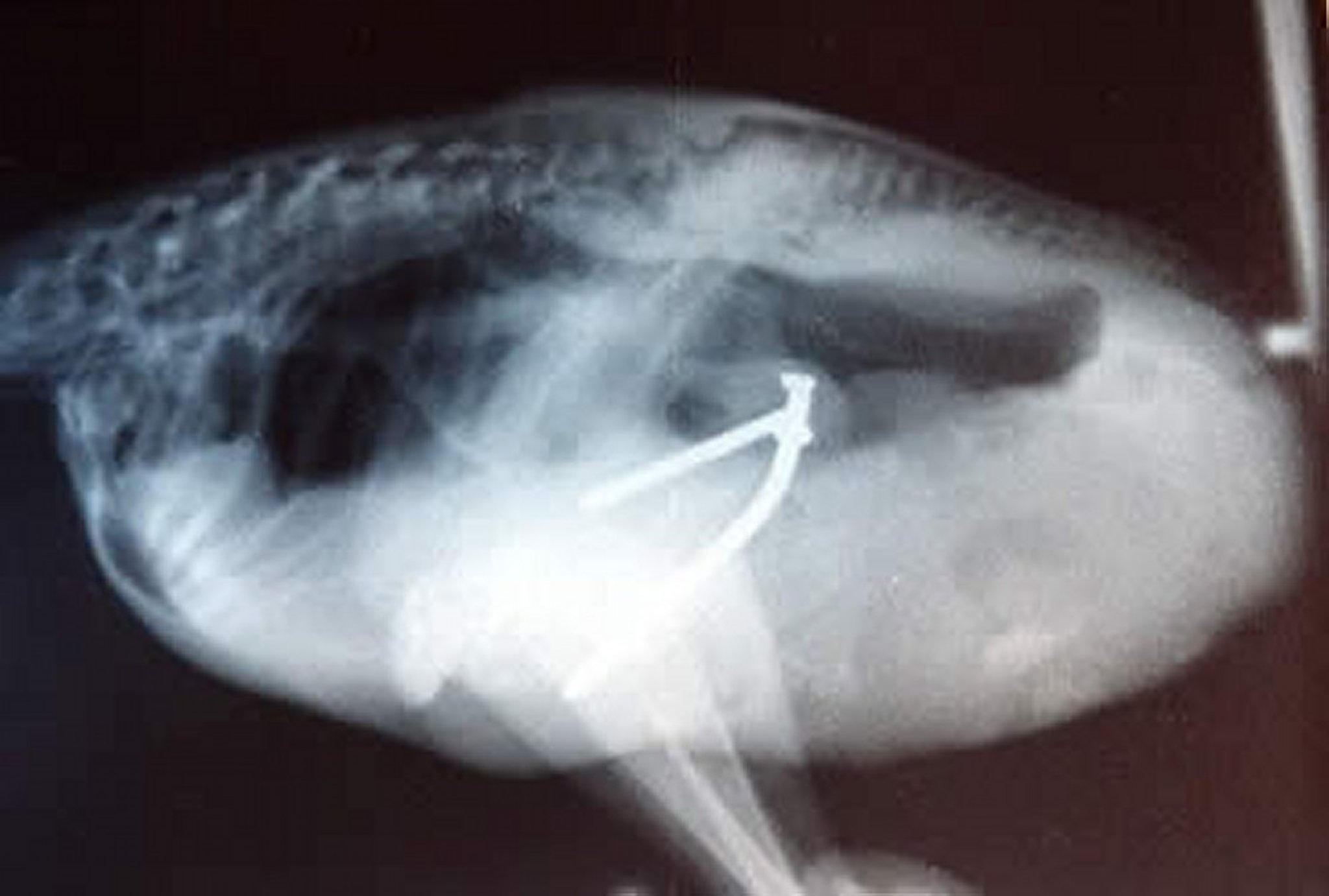 Metallic foreign bodies, radiograph, ostrich chick