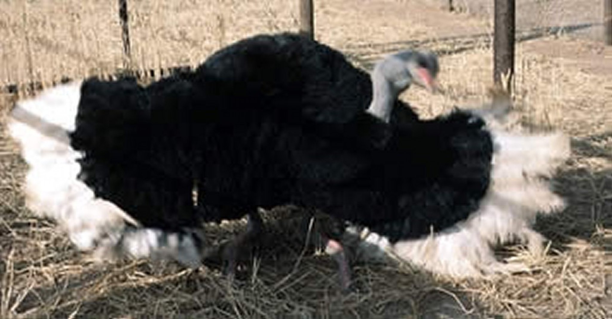 Kanteling, ostrich