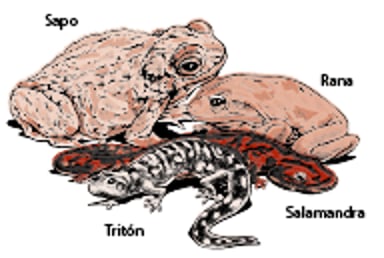 Tipos de anfibios