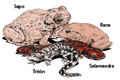 Tipos de anfibios