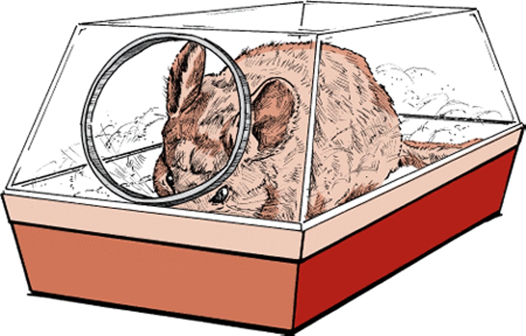 Chinchilla dust bath