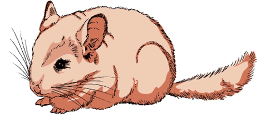 Chinchilla