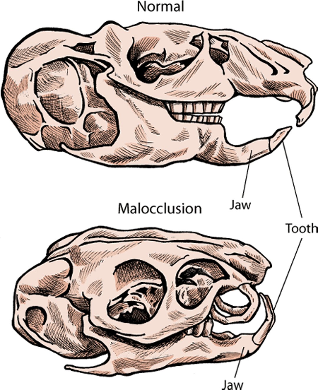 Malocclusion, chinchilla