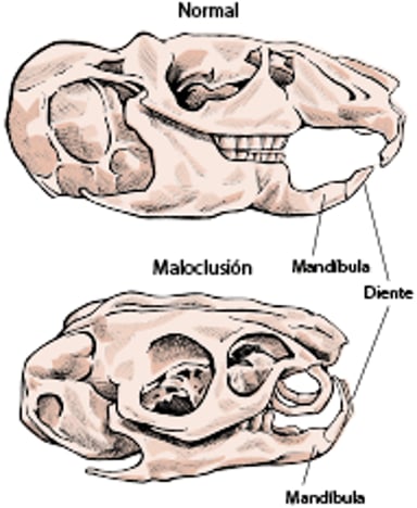 Maloclusión, chinchilla