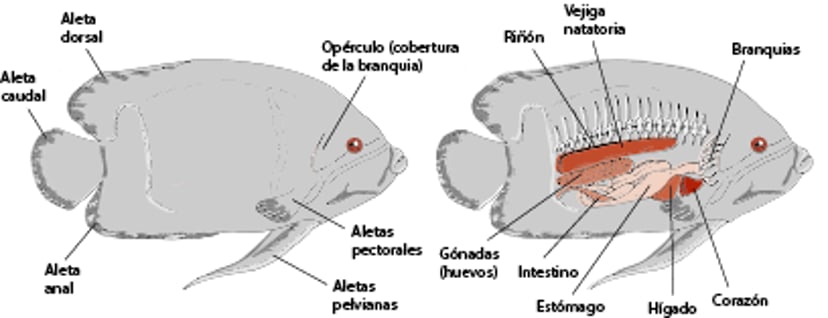 Anatomía de un pez