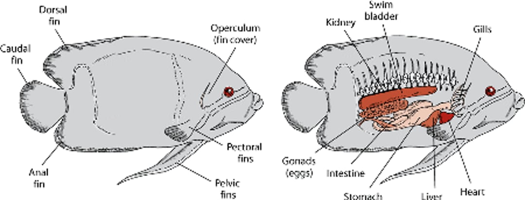 Descrição e características físicas de peixes - All Other Pets - Manual ...