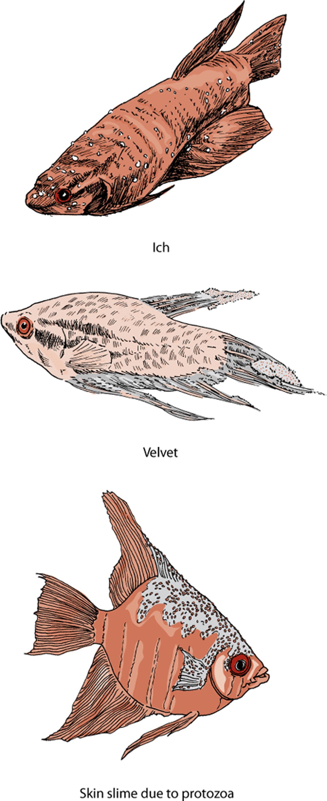 Skin diseases, fish