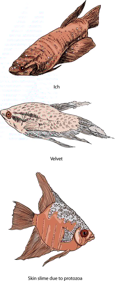 Skin diseases, fish
