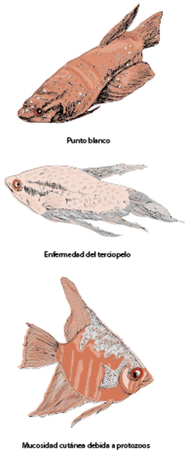 Enfermedades de la piel, peces