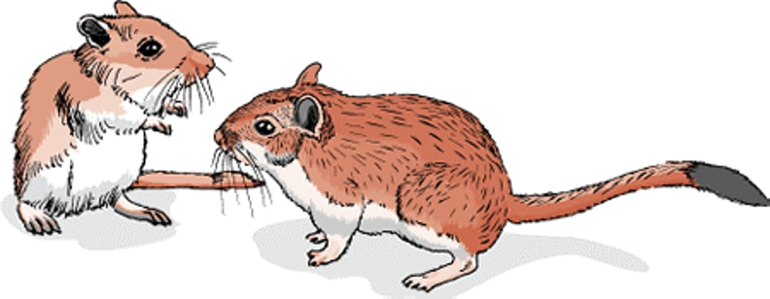 Gerbiles
