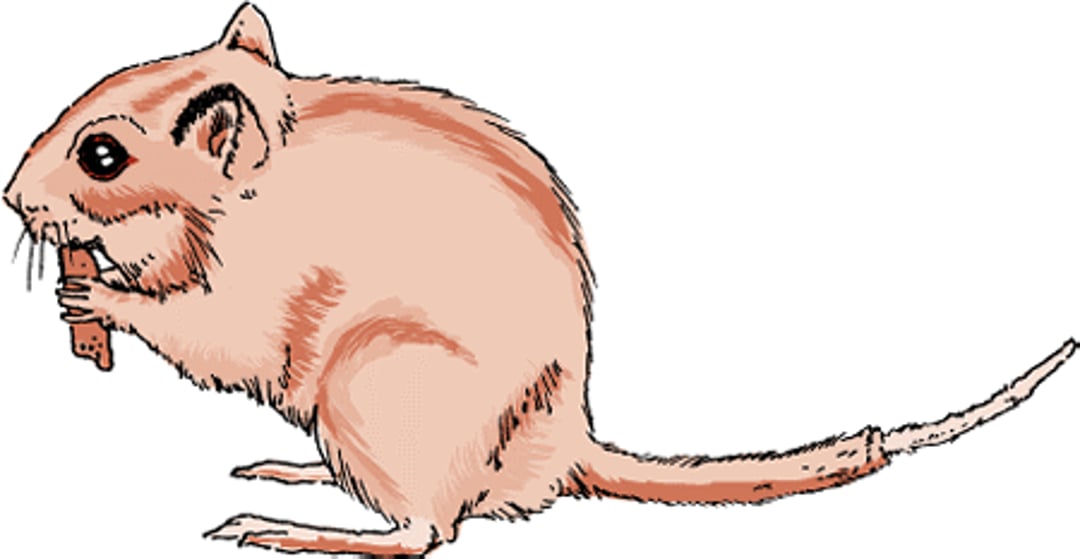 Tail slip, gerbil