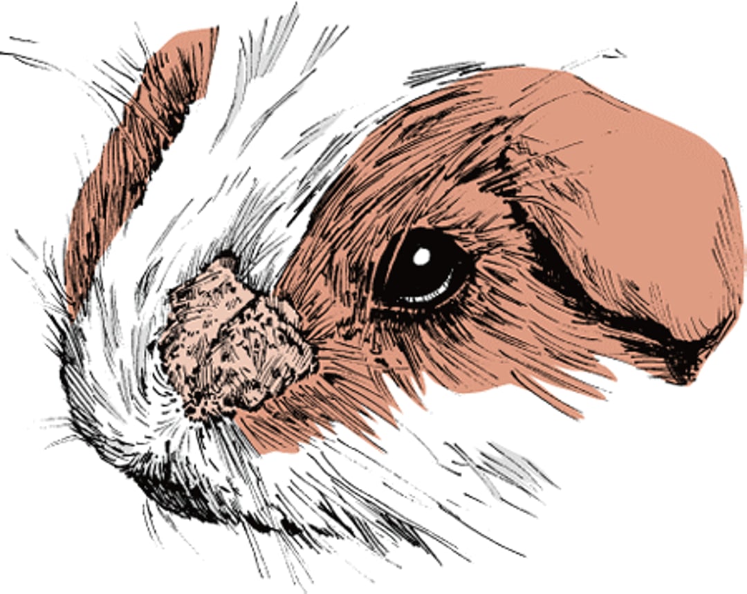 Fur mites, guinea pig