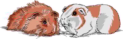 Guinea pig breeds