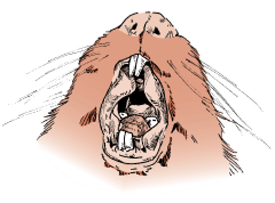 Teeth, guinea pig
