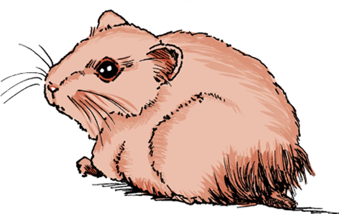 Diarrhea, hamster