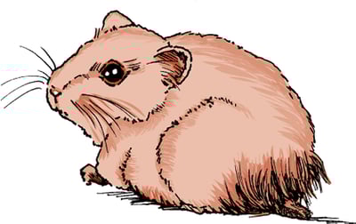 Diarrhea, hamster