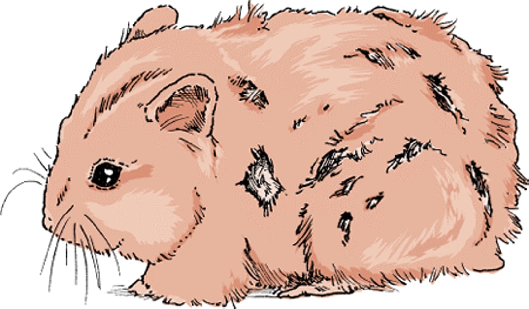 Hair loss, hamster