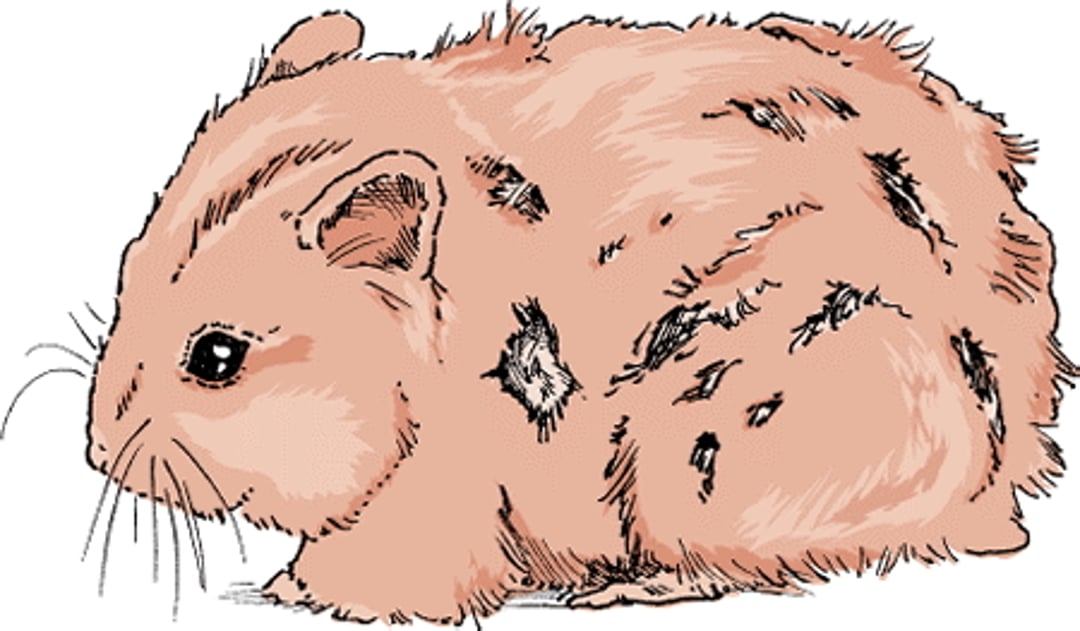 Hair loss, hamster