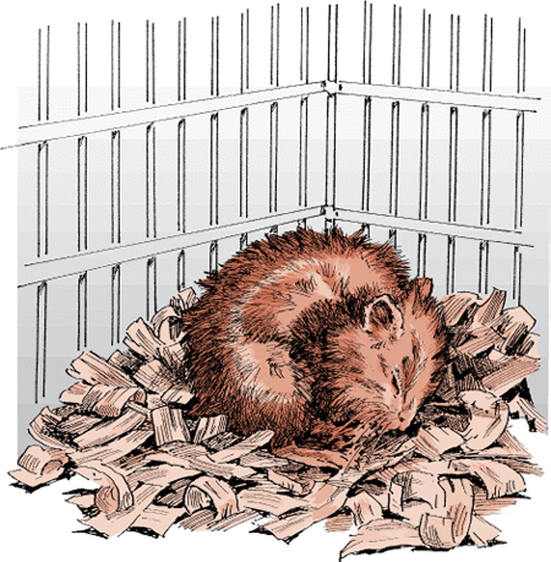 Signs of illness, hamster