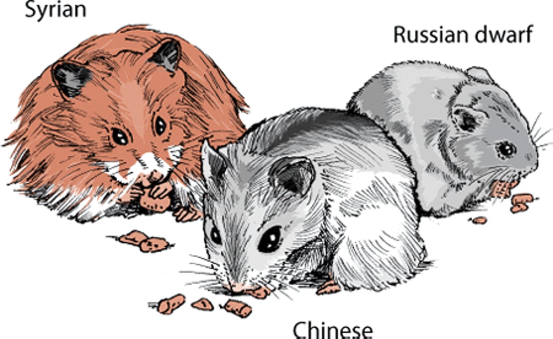 Hamster varieties