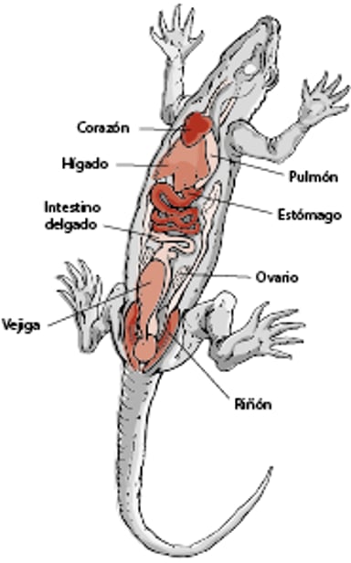 Anatomía de un lagarto