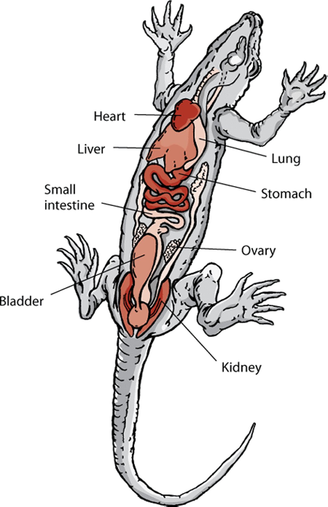 Anatomia de um lagarto