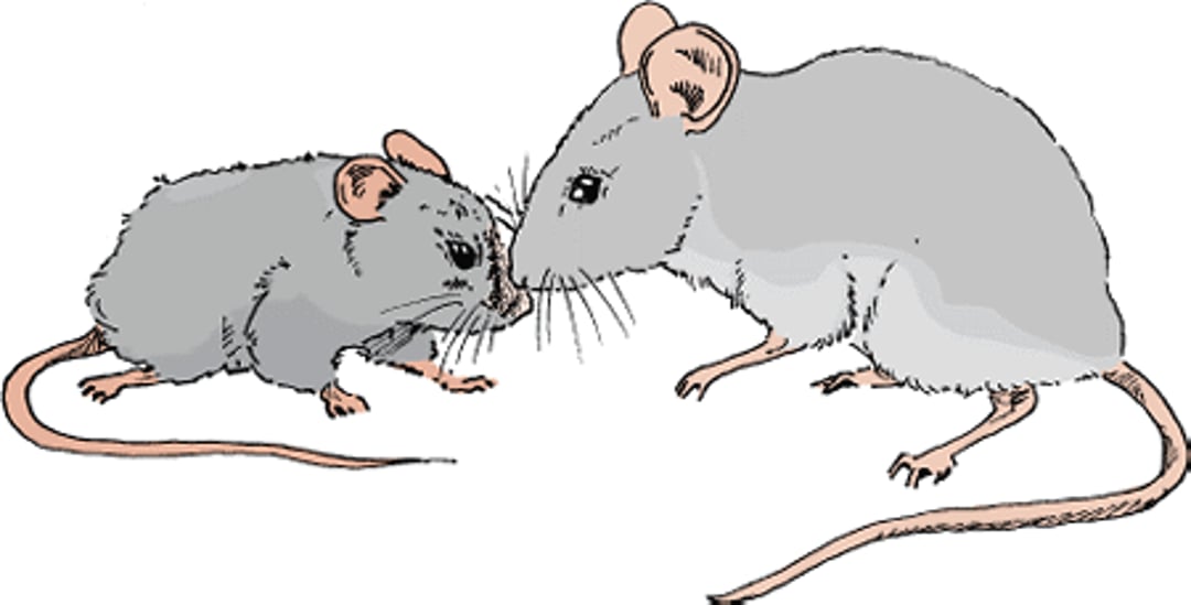 Fur chewing (barbering), mouse