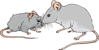 Fur chewing (barbering), mouse