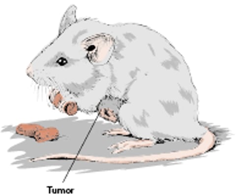 Tumor mamario, ratón