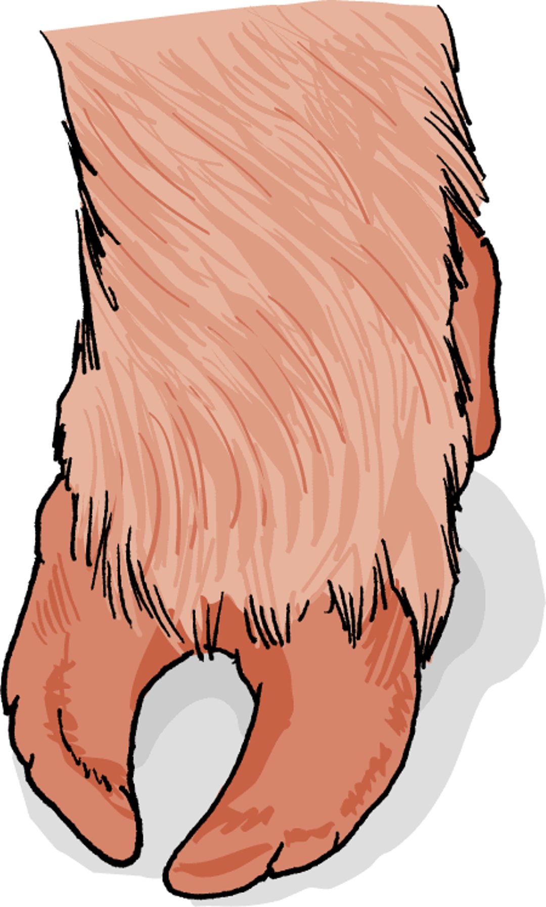 Overgrown hoof, potbellied pig