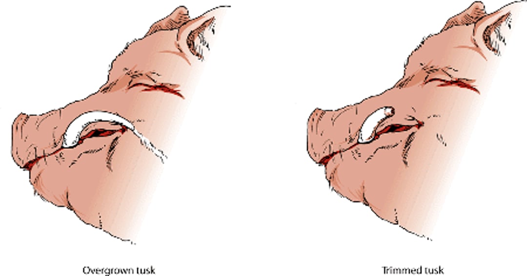 Teeth, potbellied pig
