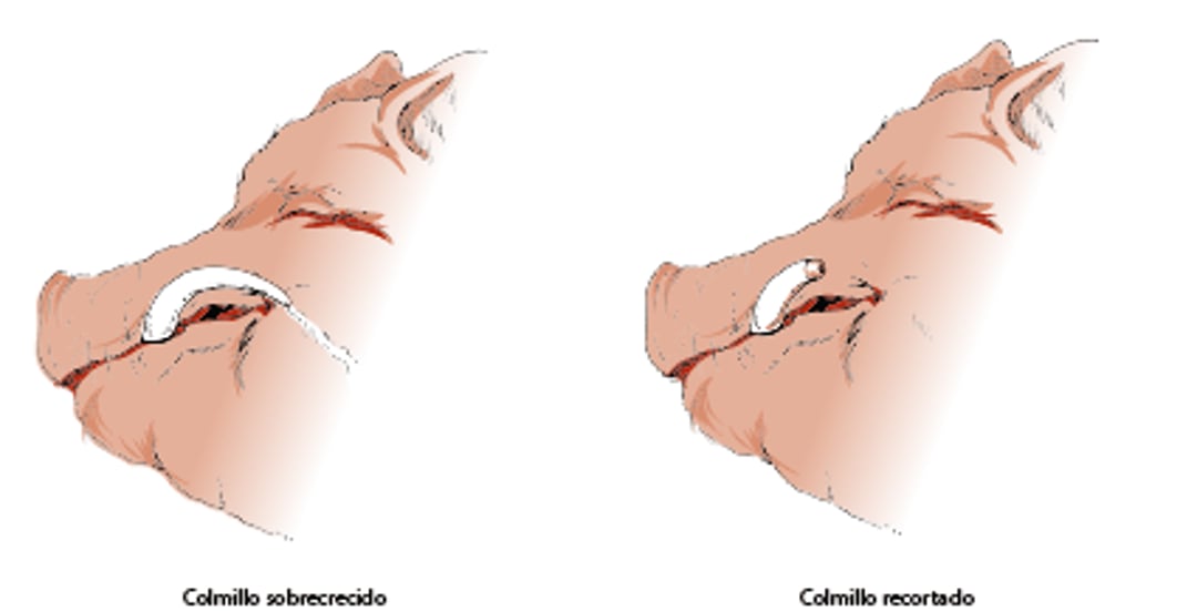 Dientes, cerdo vietnamita