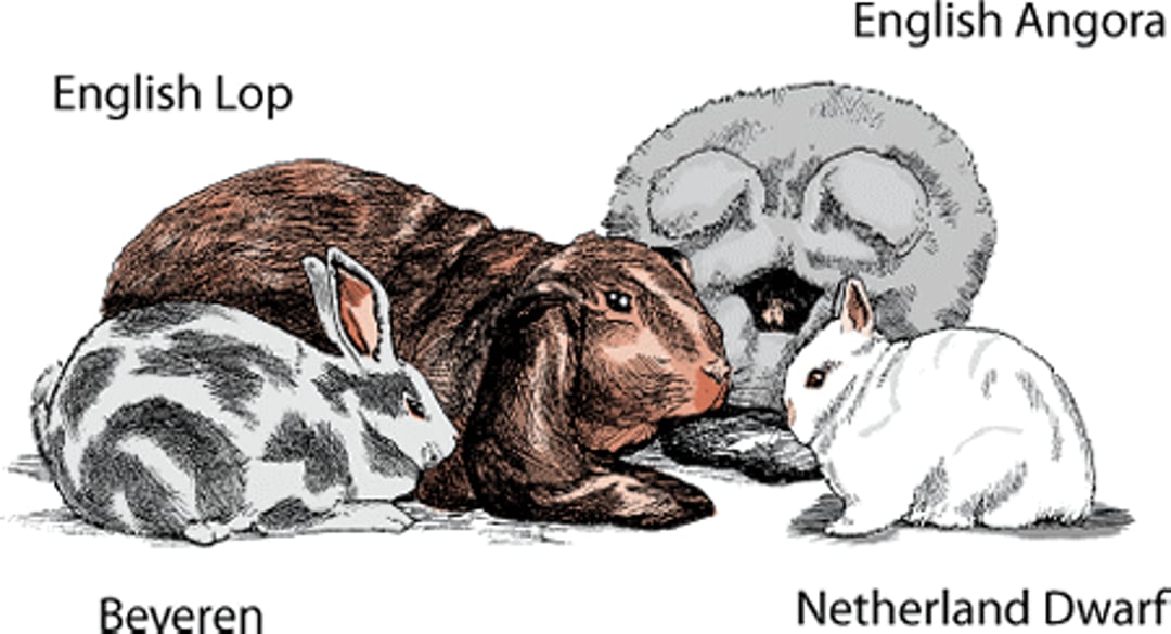 Rabbit breeds