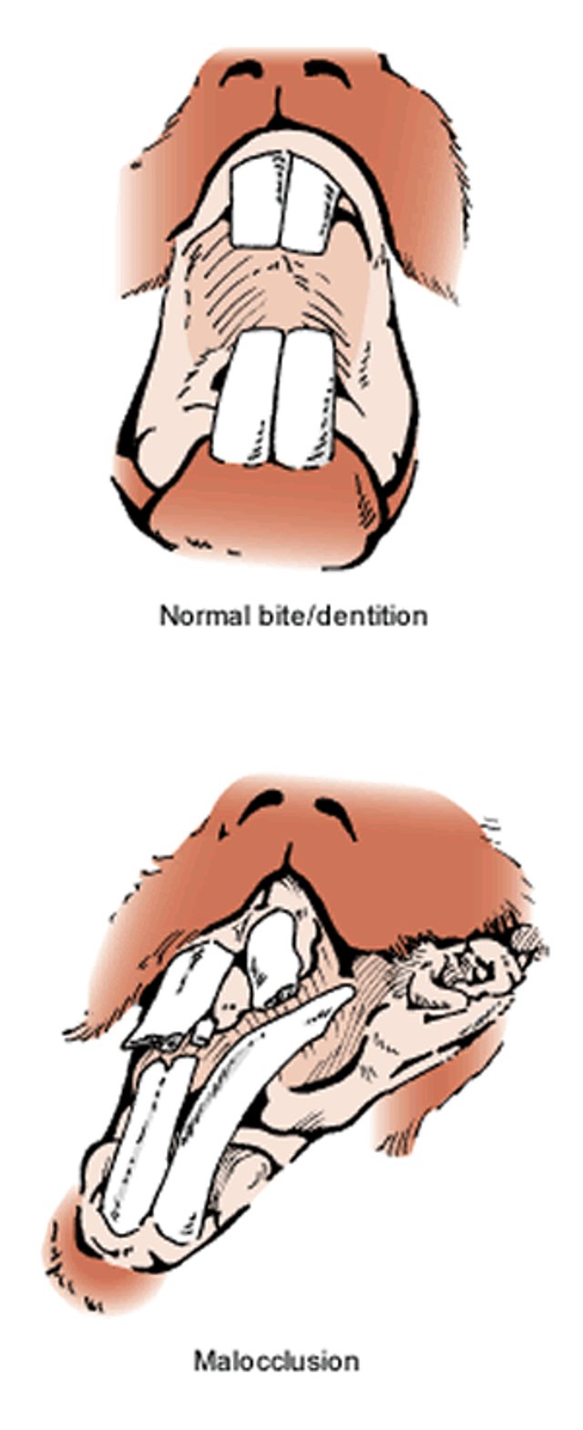 Teeth malocclusion, rabbit