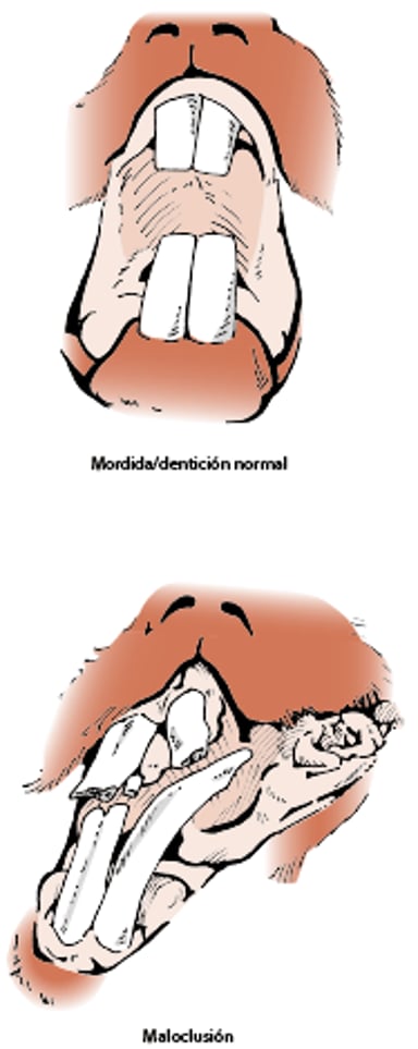 Maloclusión dental, conejo